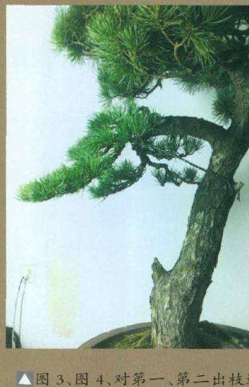 图解 高干五针松盆景怎么制作的8个步骤