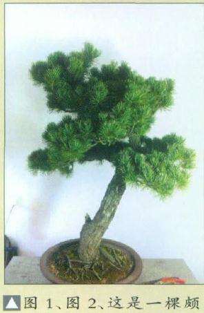 图解 高干五针松盆景怎么制作的8个步骤