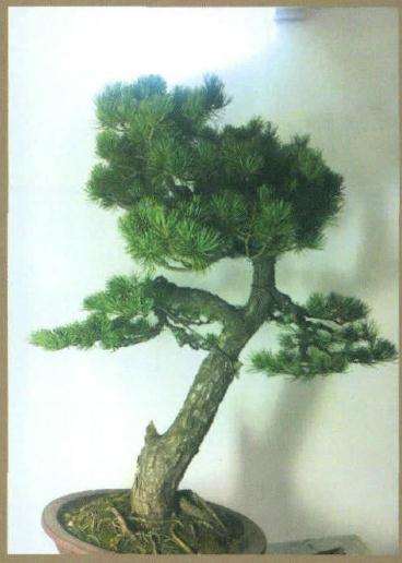 图解 高干五针松盆景怎么制作的8个步骤