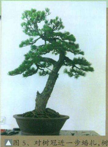 图解 高干五针松盆景怎么制作的8个步骤