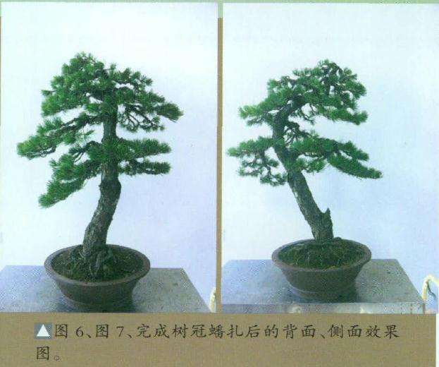 图解 高干五针松盆景怎么制作的8个步骤