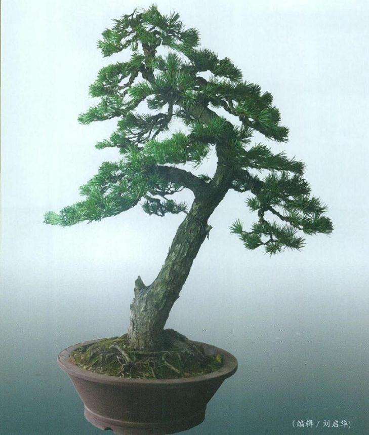 图解 高干五针松盆景怎么制作的8个步骤