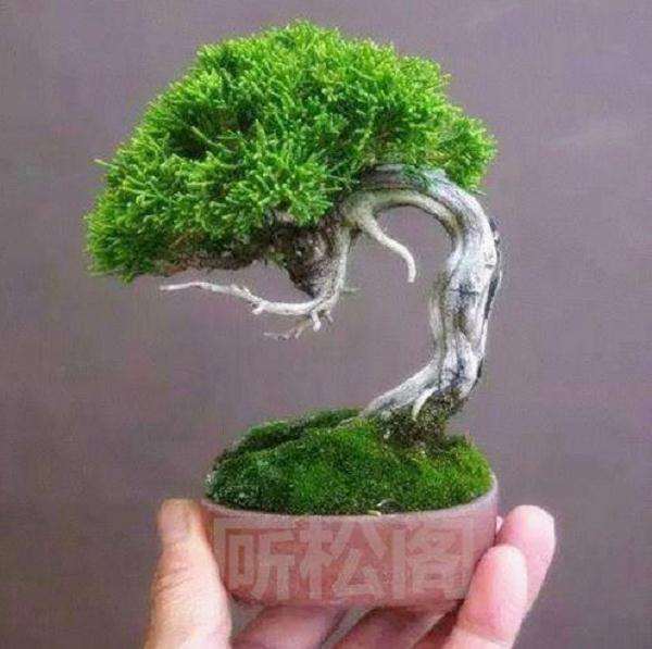 微型盆景怎么浇水施肥的3个方法