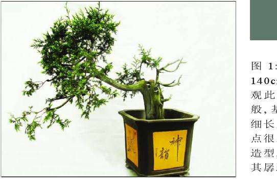 盆景改作前的正面