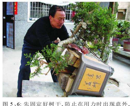 先固定好盆景树干