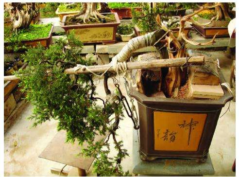 图解 刺柏盆景怎么制作的11个步骤