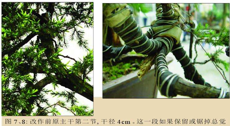 图解 刺柏盆景怎么制作的11个步骤