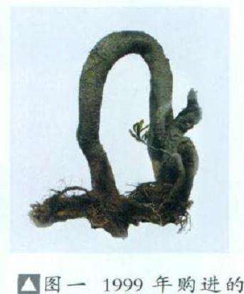 图解 石斑木盆景《春醉》怎么制作的过程