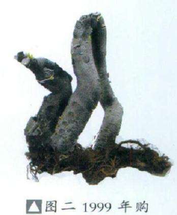 图解 石斑木盆景《春醉》怎么制作的过程