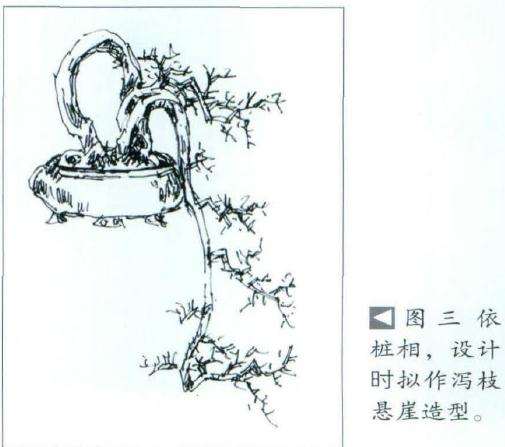 图解 石斑木盆景《春醉》怎么制作的过程