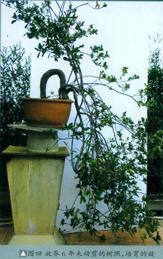 图解 石斑木盆景《春醉》怎么制作的过程