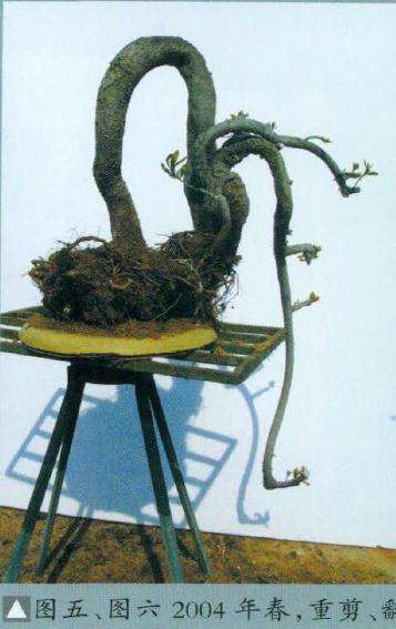 图解 石斑木盆景《春醉》怎么制作的过程