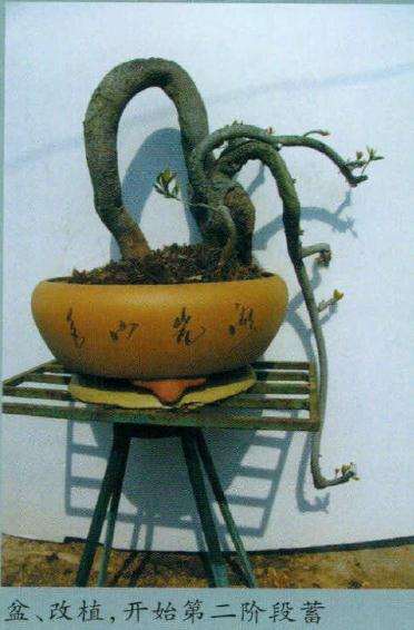 图解 石斑木盆景《春醉》怎么制作的过程