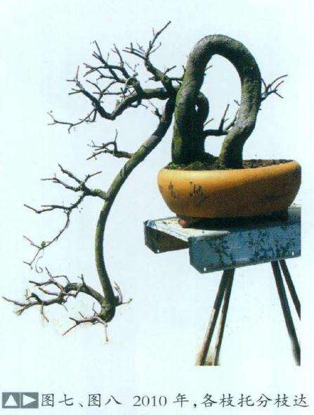 图解 石斑木盆景《春醉》怎么制作的过程