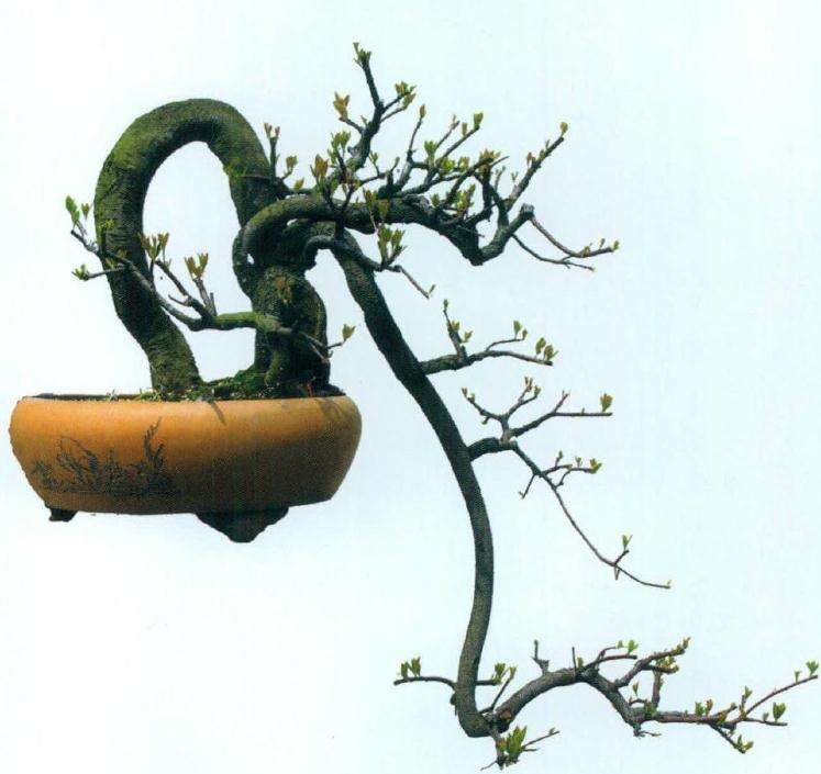 图解 石斑木盆景《春醉》怎么制作的过程