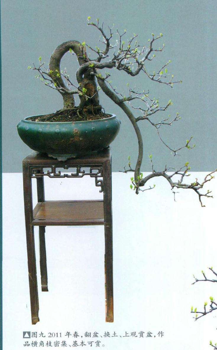 图解 石斑木盆景《春醉》怎么制作的过程