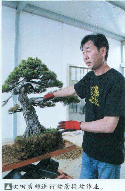 吹田勇雄和他的盆景
