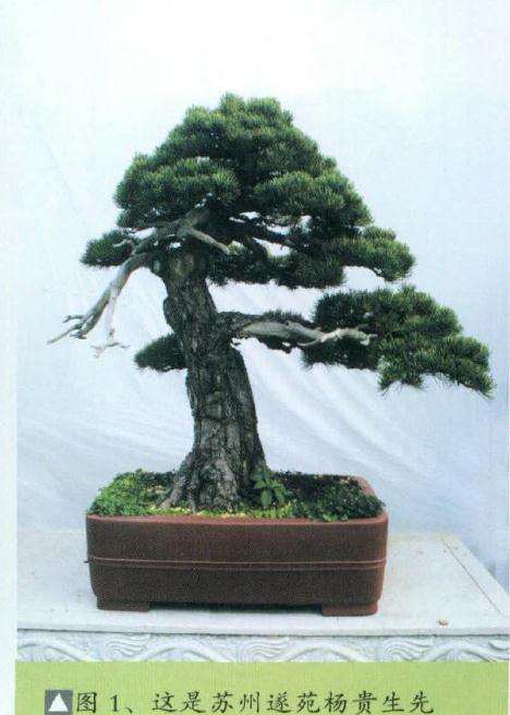 苏州遂苑杨贵生先生收藏的一棵大阪松盆景