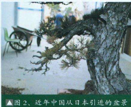 极大开阔了中国盆景人的视野