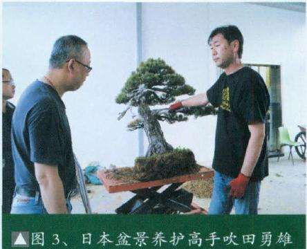 日本盆景养护