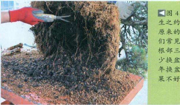 对这棵盆景树进行换盆作业