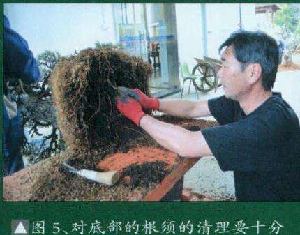 对盆景底部的根须的清理要十分细致