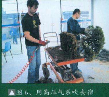 用高压气泵吹去盆景的宿土
