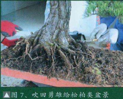 松柏类盆景换土