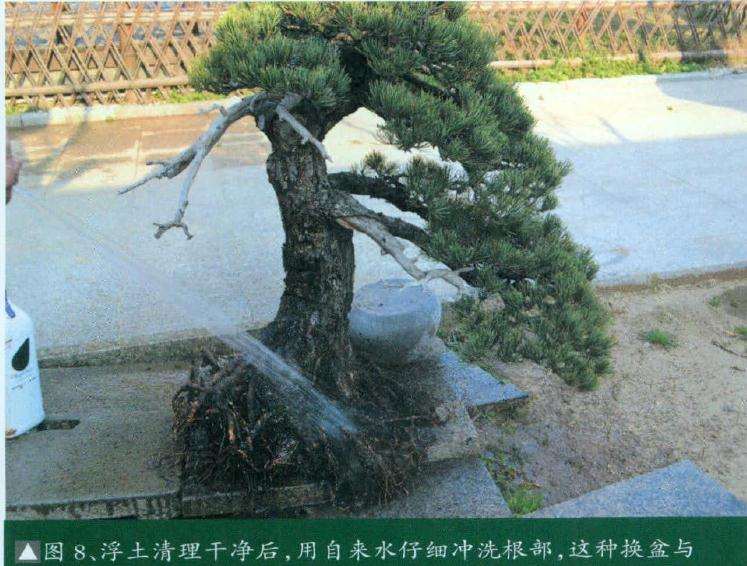 盆景浮土清理干净后