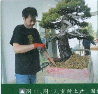 盆景重新上盆