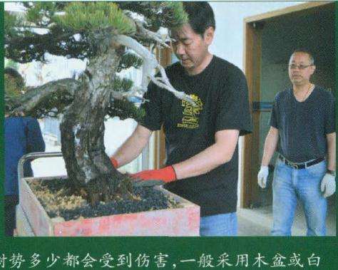 图解 大阪松盆景怎么洗根换盆的过程