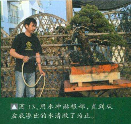 用水冲淋盆景根部