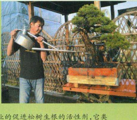 图解 大阪松盆景怎么洗根换盆的过程
