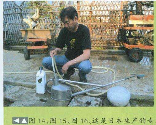 图解 大阪松盆景怎么洗根换盆的过程