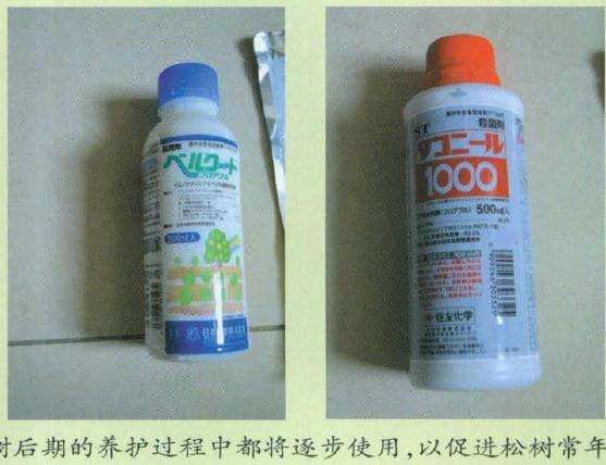 图解 大阪松盆景怎么洗根换盆的过程