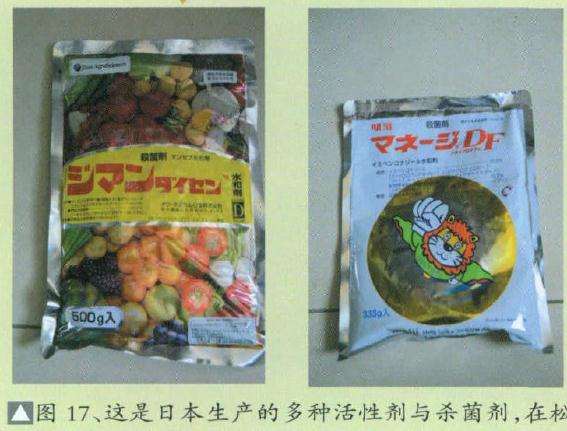 图解 大阪松盆景怎么洗根换盆的过程