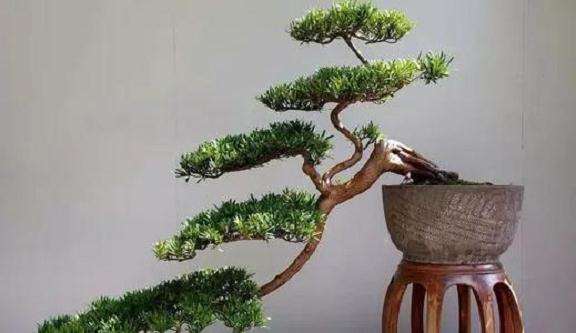 树木盆景怎么摘叶修剪