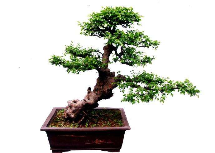 树木盆景怎么施肥