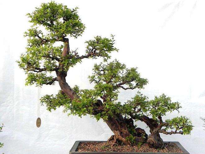 怎么把握盆景浇水量的多少 5个方法