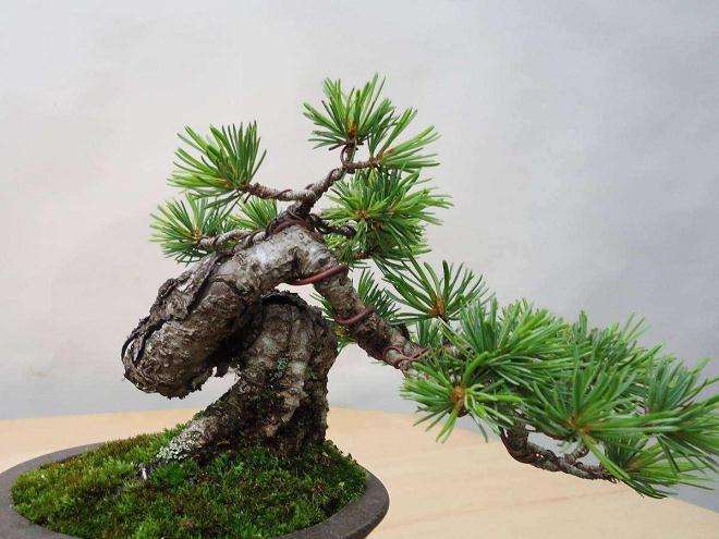 怎么判断盆景盆土是否干湿的4个方法