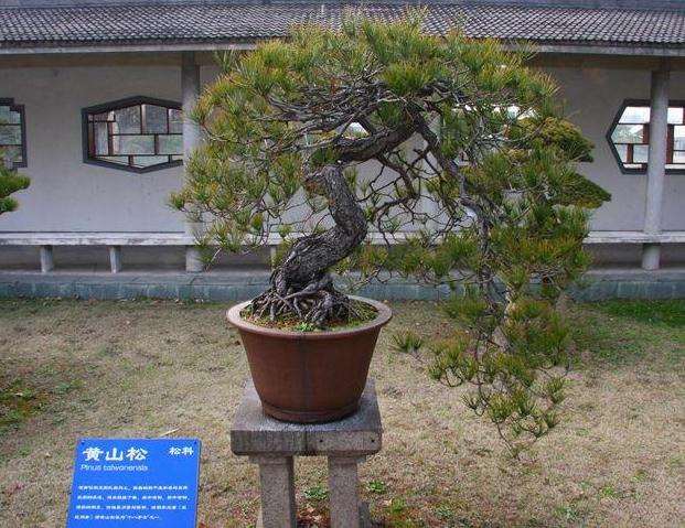 山松盆景怎么浇水施肥