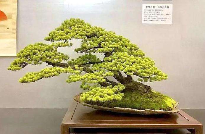 日本盆景历史怎么导读的方法