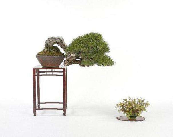 日本盆景历史怎么导读的方法