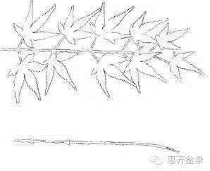 图解 盆景发芽嫁接技术之怎么打孔穿接