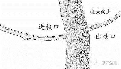 图解 盆景发芽嫁接技术之怎么打孔穿接