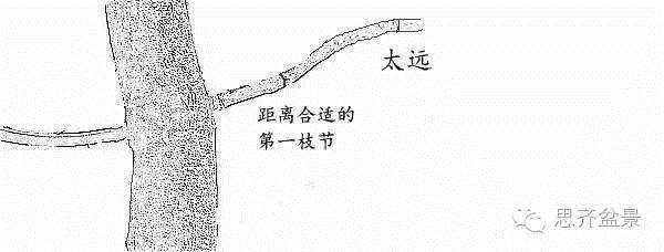 图解 盆景发芽嫁接技术之怎么打孔穿接