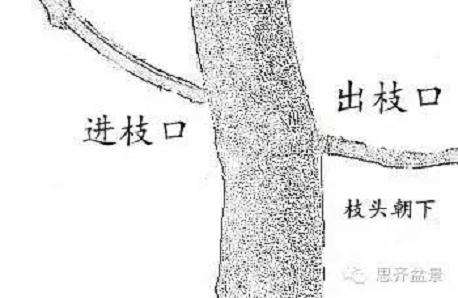图解 盆景发芽嫁接技术之怎么打孔穿接