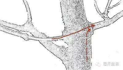 图解 盆景发芽嫁接技术之怎么打孔穿接