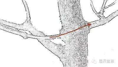 图解 盆景发芽嫁接技术之怎么打孔穿接