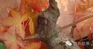 图解 盆景发芽嫁接技术之怎么打孔穿接